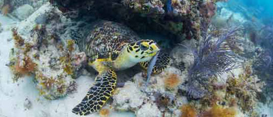 coiba island