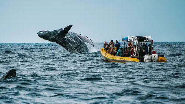 Santa Catalina Whale Watching Tour