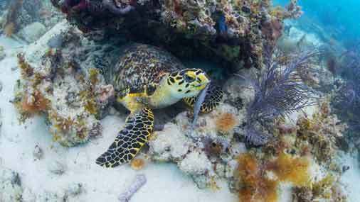 Image of sea turtle along the coral reef in Key West