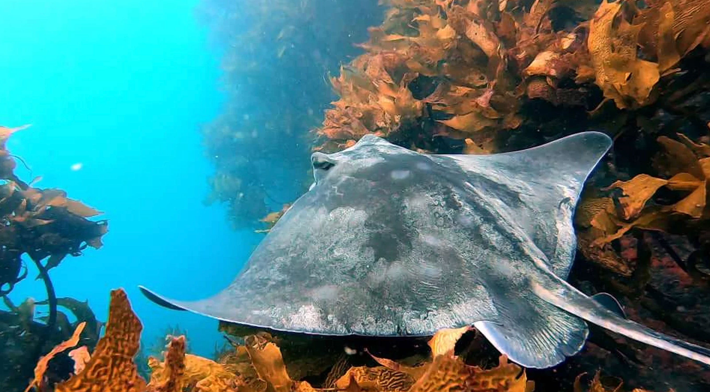 Coiba Islands Marine Life