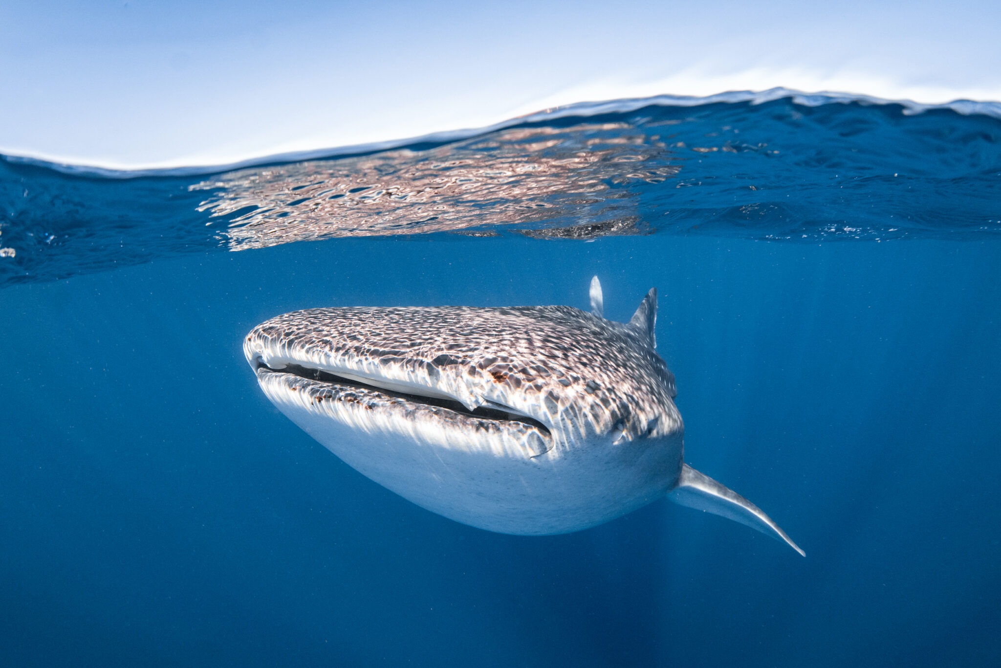 Coiba Island Whale Watching Tour