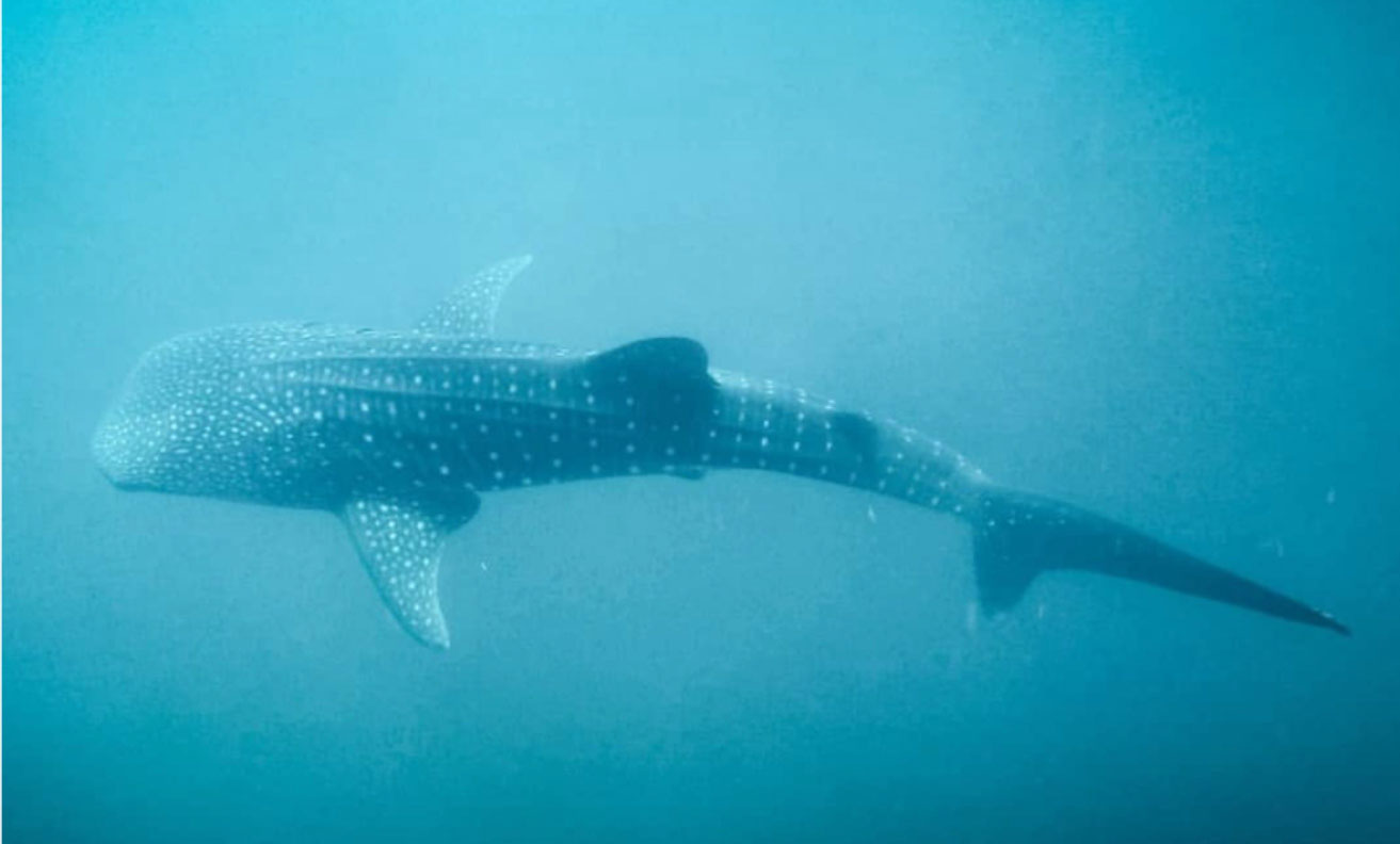 Santa Catalina Whale Watching Tour