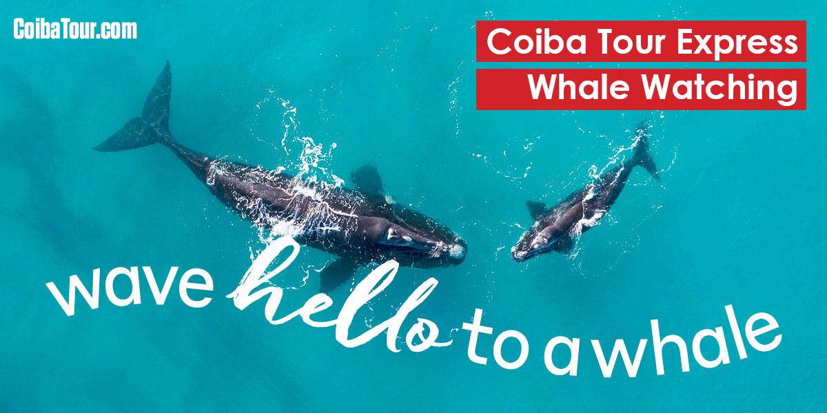 Coiba Island Whale Watching Tour